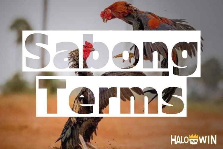 Online Sabong Betting Platforms Worth Playing Online Sabong Betting Platforms Worth Playing